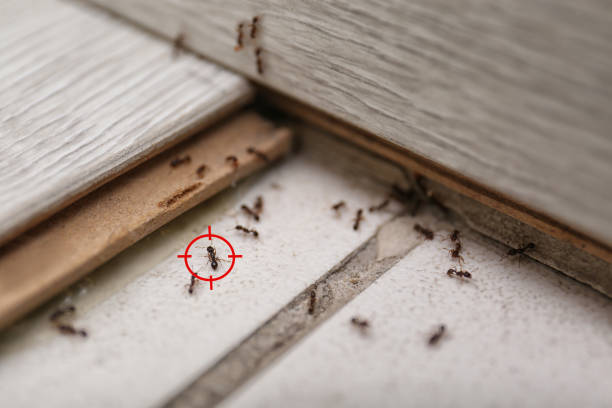 Best Ant Control Services  in Alameda, CA